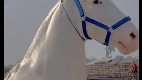 funny video , A very beautiful white horse