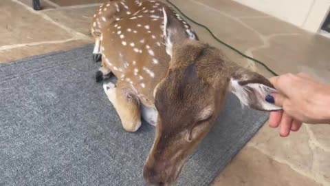 Rescued Deer Thinks She’s A Doggy