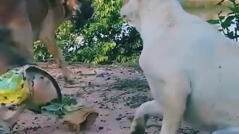 Monkeys 🐒 and dogs 🐕 friendship