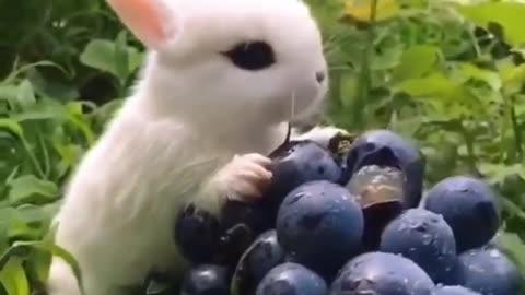 Cute rabbit 🐰