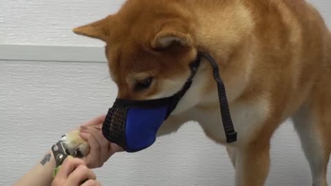 Crazy Shiba Inu won battle against groomer