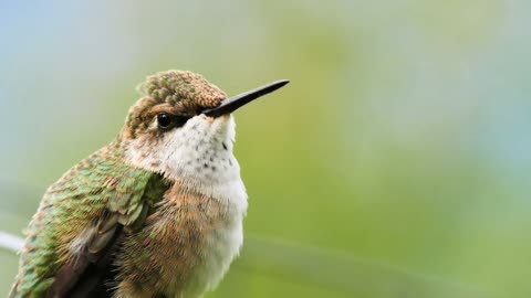 relaxing rain bird and piano sounds for sleeping