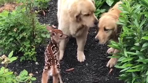 #funny #dog #puppy Funniest & Cutest Labrador Puppies #2 - Funny Puppy Videos 2021