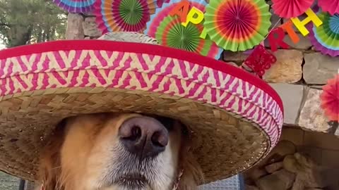 Dog Eats Their Birthday Treat While Wearing Sombrero