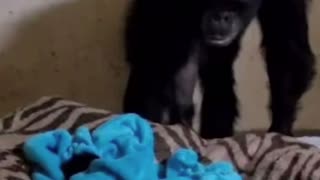 WATCH this Mama chimp's reaction to seeing her baby after 2 days! 🐵❤️ #shorts