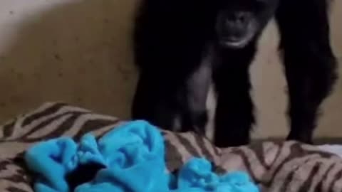 WATCH this Mama chimp's reaction to seeing her baby after 2 days! 🐵❤️ #shorts