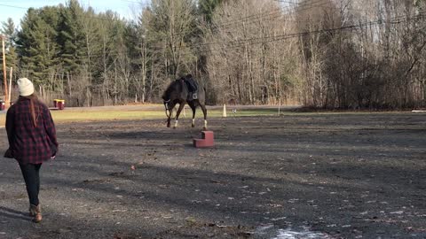 Feisty Horse Bucks Off Rider