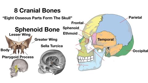 Skull Bone & Suture Mnemonic/Trick (cranial Bone Anatomy Animation)