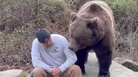Bear Man Conversing with Grown-up Earthy colored Male Bear and Taking care of Him Treats