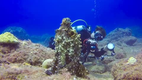 Diver Taking Photos Of An Octopus Underwater