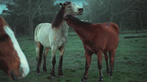 Two Horses Playing With Each Other on Grass Field