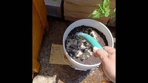 Sarge's Smoke Break #11: Planting Yukon Gold In 5 Gallon Bucket