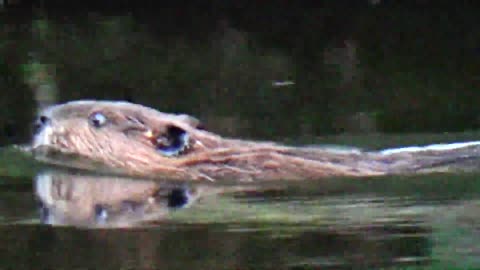 Busy Beaver