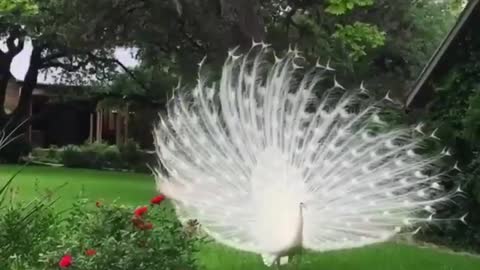 Beautiful white Peacock 🦚