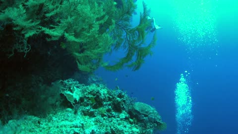 Cliff diving in the coral reef of Balicasag Island in Bohol, Philippines - no sound