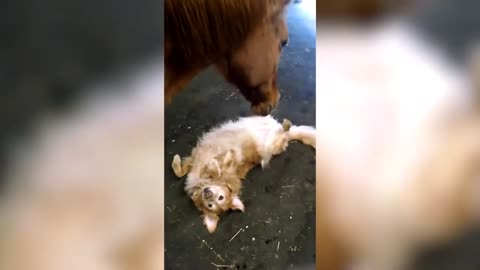 Funny horses