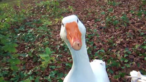 Geese at Saltram House Ocean City Plymouth.