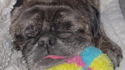 Pug Snores on Toy Ball with Tongue Hanging Out