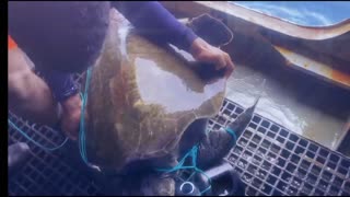 SHELL-EBRATING FREEDOM: Turtle Tangled In Fishing Net Is Rescued