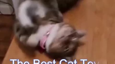 Best Funny Cat Videos | Funniest Cats | Funny Animal Videos | Best Services | #shorts #short