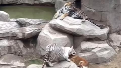 A Labrador And A Golden Retriever Nursed Tiger Cubs That Had Lost Their Mom And Even After Several Years The Tigers Still Saw The Two Dogs As Their 😘Parents!