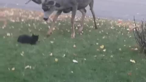 Cat has no fear while mess with deer 🦌