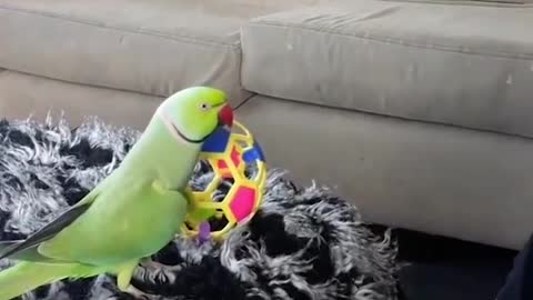 Baby Animals Funny Parrots and Cute Birds Compilation (2021) Loros Adorables Recopilación #1_p15