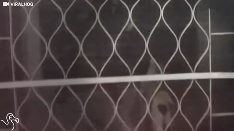 Smart Cat Figures Out How To Leave Through A Closed Door