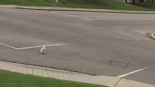 Bird Crossing The Road