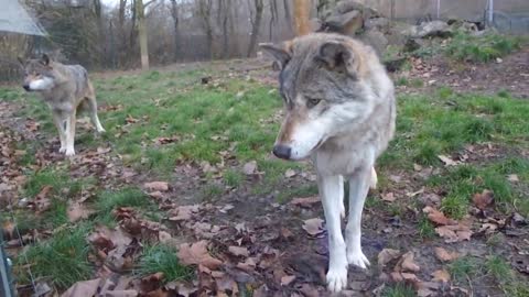 Wolf And Dog - Friendly Encounter