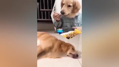 My dog pet eating so funny video