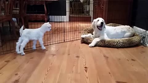 4 day old goat meets 4 month old puppy