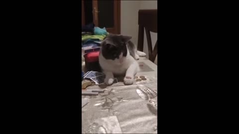 Funny animal videos 2023 - Funny cats/dogs - Funny animals Part71/Happy Pet