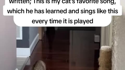 THIS IS THE CAT’S FAVORITE SONG HE LEARNED 🤩 & SINGS LIKE THIS EVERY TIME EVERY TIME IT’S PLAYED