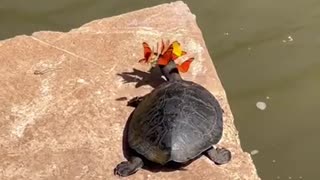 Turtle and Butterfly: A Playful Encounter