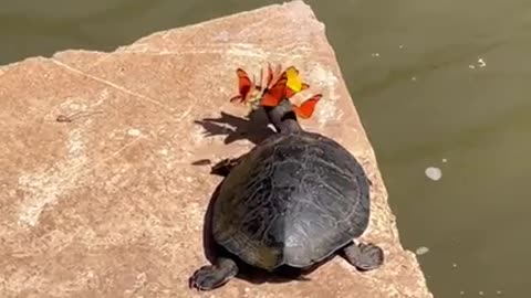 Turtle and Butterfly: A Playful Encounter