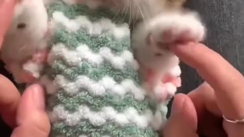 Baby kittens cute and funny_🥰Baby kitten cutest moments #cats #shorts #catvideos