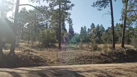 Prescott national forest, Arizona Thumb Butte Rd campsite review