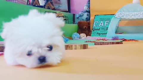 MUST WATCH!! LOOK HOW CUTE THIS MALTESE IS!!! - Teacup Puppy