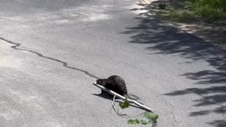 Beaver Helps Clean Up Cut Down Trees