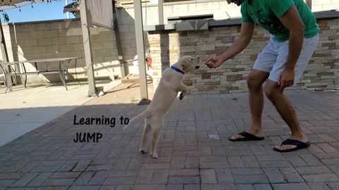 Labrador Puppy Learning and Performing Training Commands | Dog Showing All Training Skills