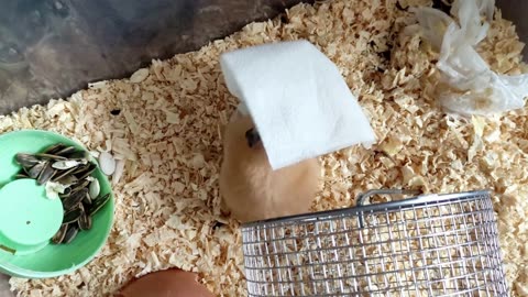 Cute and Funny Hamster Videos-Hilarious Moments of Tiny Fluffballs in Action!