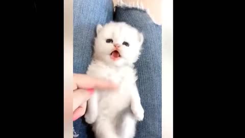 Funny dogs and cats