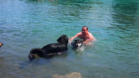 Dog's First Swimming Lesson Leads Him Back To Shore