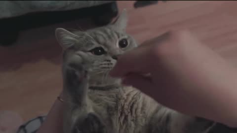 Cute Funny Cat# Funny Video #comedy #funny #cat