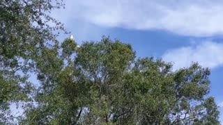 Flying Boat Glides Over Lake