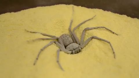 Six-Eyed Sand Spider Burying Herself (Sicarius hahni)