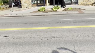 Black Bear Checks Out Downtown Gatlinburg