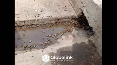 Globelink Bees Water