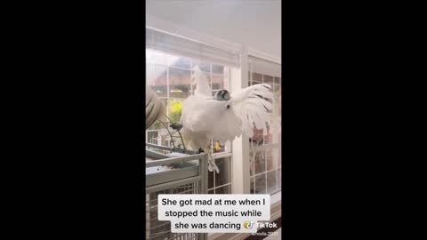 Funny and Cute Parrots Compilation Pet Birds of TikTok Compilation